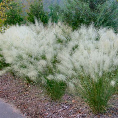 Cottage Farms Direct - Perennials - 'White Cloud' Muhlenbergia Grass