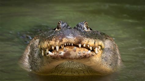 Alligator Climbs A Fence At Navy Base Because It Has No Respect For ...