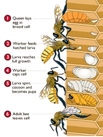 roles of worker honey bee - Google Search | Bee keeping, Bee facts ...