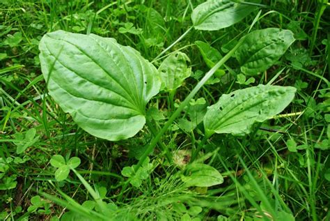 How to use plantain herb for common ailments - Farm and Dairy