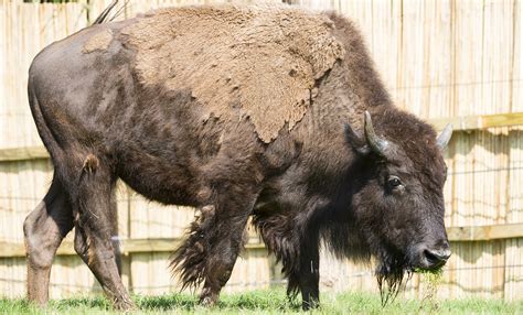 American bison | Smithsonian's National Zoo and Conservation Biology ...