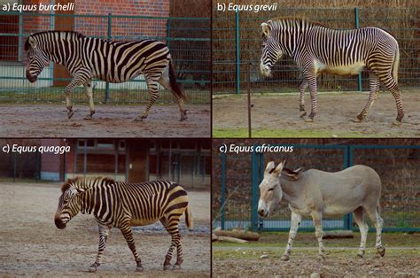 Why Do Zebras Have Stripes? Not for Camo, Scientists Say | Sci.News