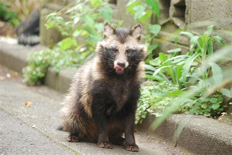 The World's Dangerous Animal: The World's Dangerous Animal In Japan