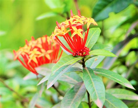 Ixora – Digital Herbarium of Crop Plants