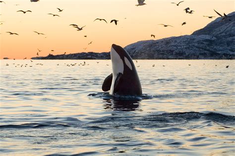 Northwest Tribes to U.S. Coast Guard: Orcas and Oil Tankers Don’t Mix ...