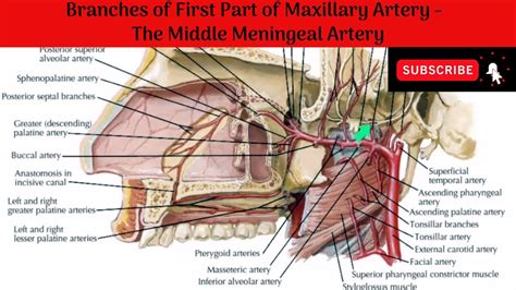 Middle Meningeal Artery | Accessory Meningeal Artery - Course ...