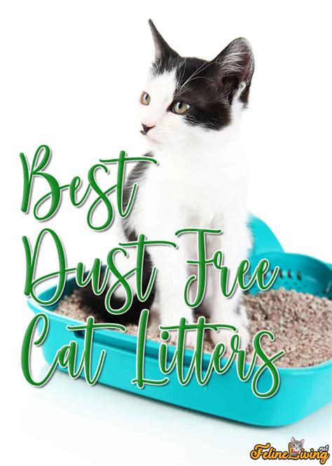 Best Dust-Free Cat Litter (November 2024): For Tidy & Odorless Homes