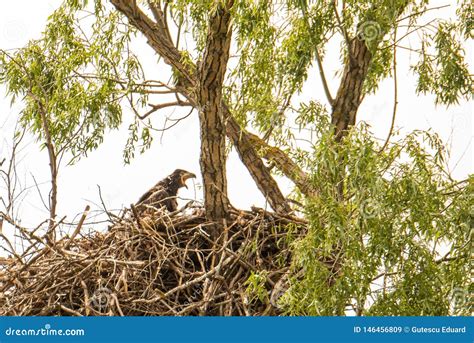 White Tailed Eagle Nest in Danube Delta , Romania Wildlife Bird ...