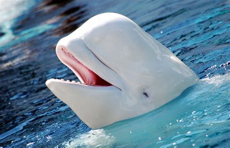 Beluga Whale