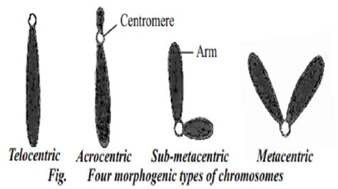 Types of chromosomes