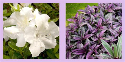 10 Best Shade Perennials - Perennial Flowers for Shade