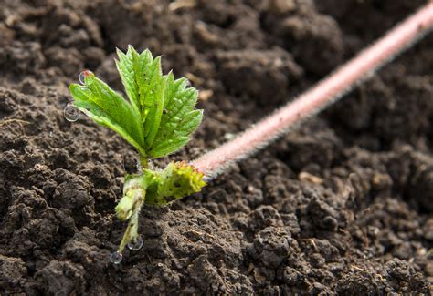 How To Grow New Strawberry Plants From Runners