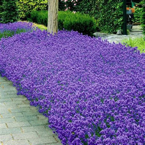 Lavender Munstead Flower Seeds Lavandula Angustifolia | Etsy | Güzel ...