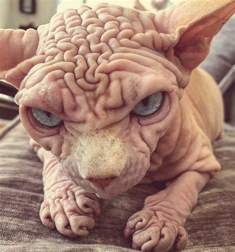 a hairless cat with blue eyes sitting on top of a couch and looking at ...