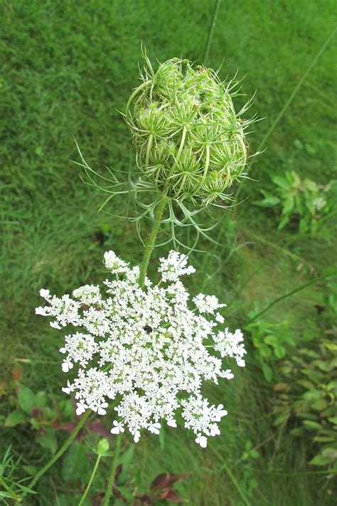 a close up of a white flower on a green plant with grass in the background