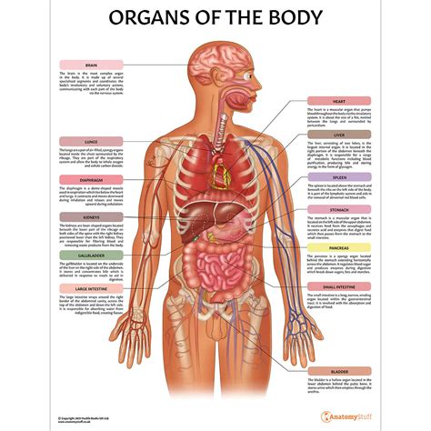 Organs of the Body Chart | Human Internal Organs Poster