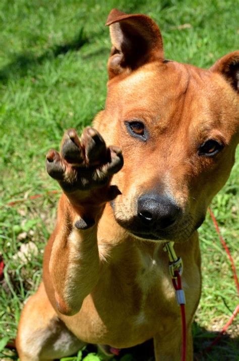 Ace - Staffordshire Bull Terrier Mix