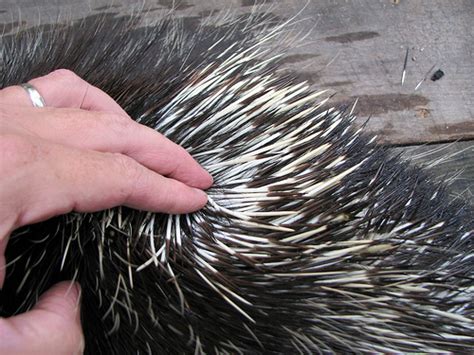 North American Porcupine - Coniferous Forest