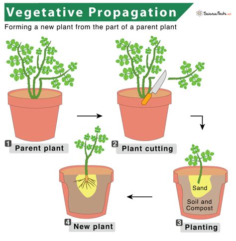 Vegetative Propagation – Definition, Types, Examples, & Diagram