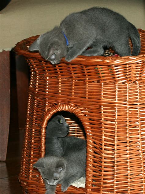 Russian Blue kittens for Adoption - Russian Blue Love