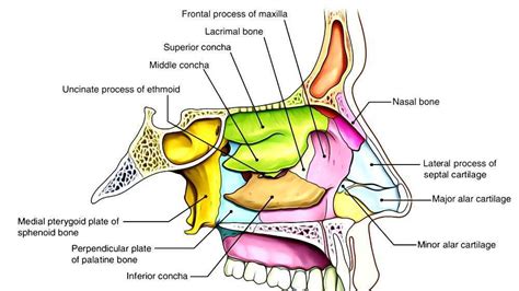 Nasal cavity