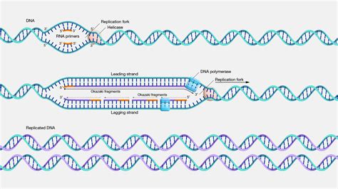 A Unique Approach for Studying Changes in Chemical Markers on DNA ...