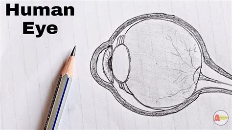 How To Draw A Human Eye Step By Step