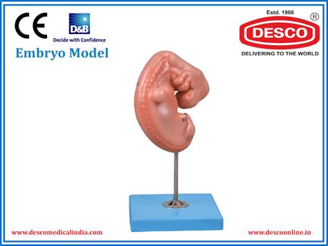 Embryo Model | Manufacturer and Exporter | Desco