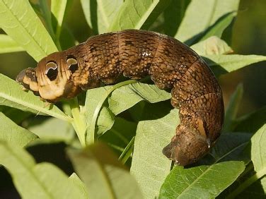 Monster caterpillars | Wildlife Insight