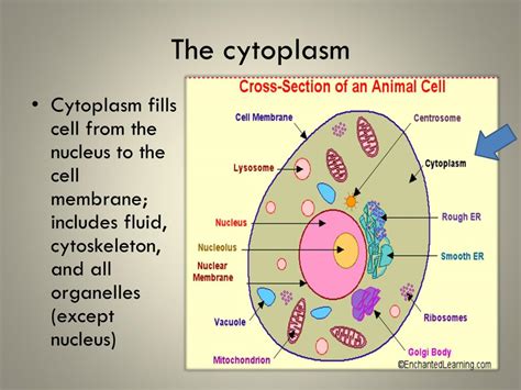 Animal Cell Organelles Structure And Their Functions Animal Cell ...