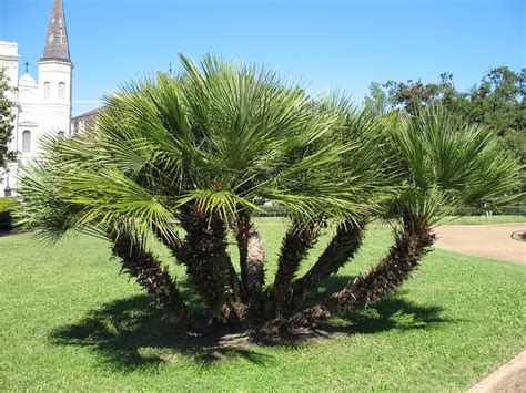 Xtremehorticulture of the Desert: Remove "Arms" Of Mediterranean Fan ...