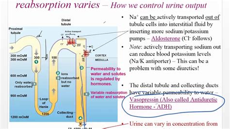 Ch 26 Renal Pt 3 Reabsorption, Distal Tubule, Collecting Duct ...