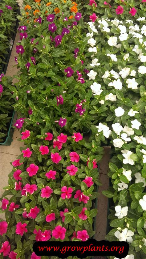 Catharanthus roseus - How to grow & care