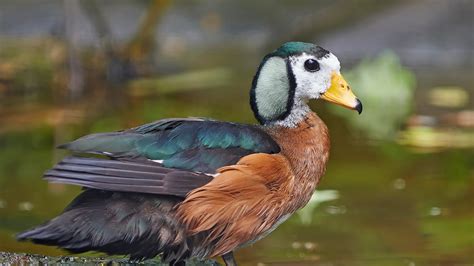 African Pygmy Goose | San Diego Zoo Animals & Plants