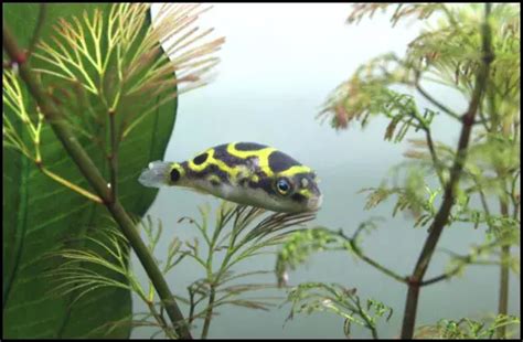 Green Spotted Puffer Fish Breeding: Complete Guide to Breed, Care, and ...