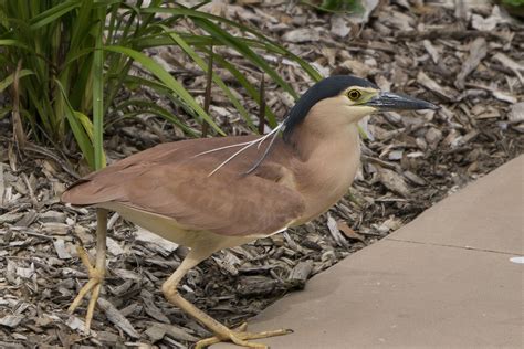 Nankeen Night Heron • ReWild Perth