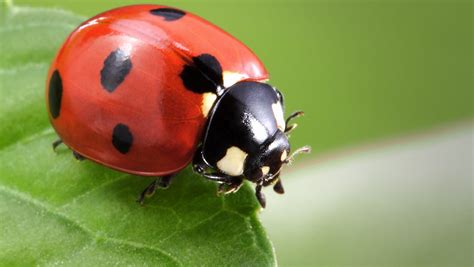 What's with all of the ladybugs?