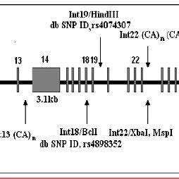 Structure of factor VIII gene depicting various polymorphic sites ...