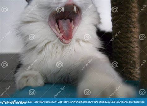 Very Funny Cat Laughing of the Close Up. Stock Photo - Image of ...