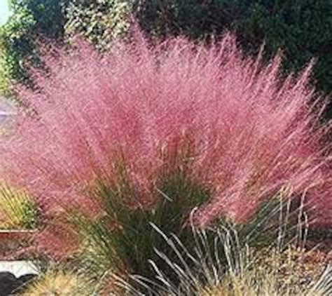 Muhlenbergia Capillaris, Pink Muhly Grass, Gulf Muhly, Late Season ...