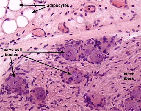 Histology at SIU