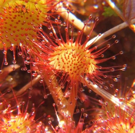 Pollyanna Sullivan: The Sundew Plant