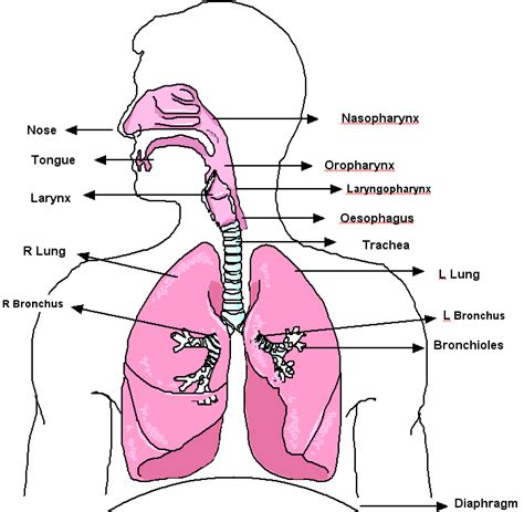 Standard Note: Human Respiratory System