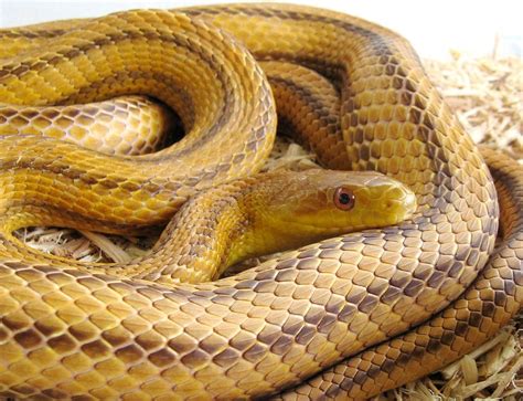 Yellow Ratsnake (W/C Brevard County male) | Rat snake, Snake, Bearded ...