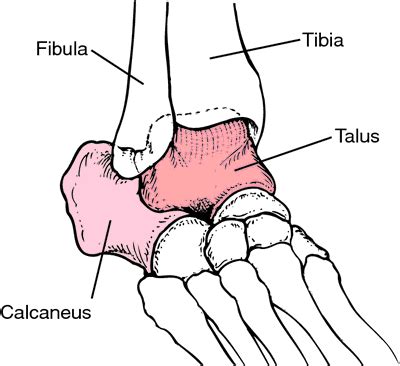 Talus | definition of talus by Medical dictionary | Medical dictionary ...