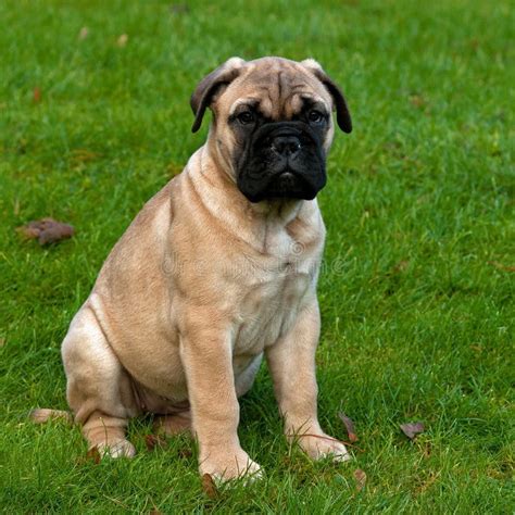 Bullmastiff Puppy Portrait 8 Weeks Stock Photo - Image of closeup ...