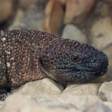 Mexican Beaded Lizard | Tulsa Zoo