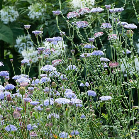 Didiscus, Blue Lace Flower - Trachymene caerulea seedlings - Select ...