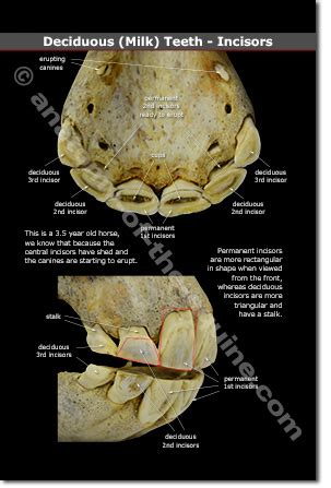 Horse Teeth Anatomy - Anatomy Reading Source