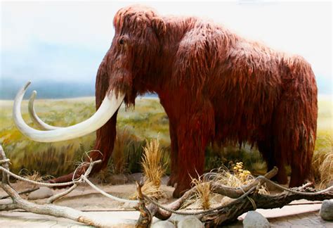 Animales de la prehistoria extintos y vivos | Cinco Noticias